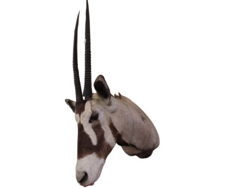 Taxidermy Interest - A Gemsbok Oryx, 140cm high x 110cm long x 40cm wide approx