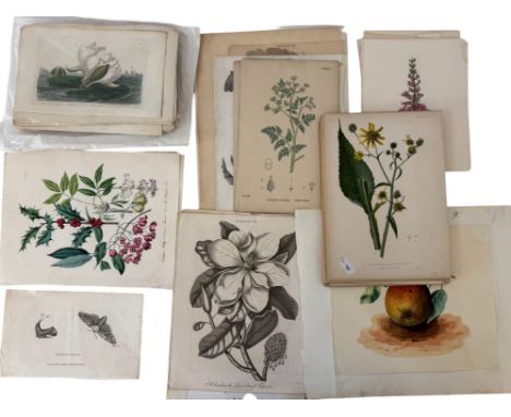 A large collection of 18th-19th century engravings, bookplates, maps and lithographs, mostly hand-coloured, to include: Natur