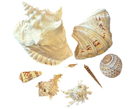 A collection of tropical and exotic seashells, of varying sizes, smaller shells on view in cabinet