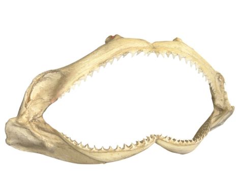 A Sharks jaw with rows of razor sharp teeth, 37.5cm wide.