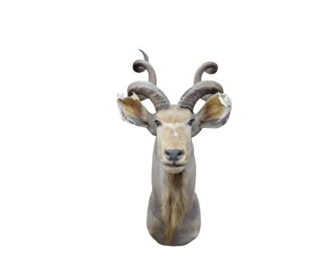Taxidermy Interest - A large Kudu head with horns, approx 160cm high x 120cm wide x 95cm deep
