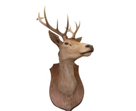 Taxidermy Interest - Two stags heads complete with antlers, one on shield shaped back, approx 120cm long x 70cm wide x 55cm d