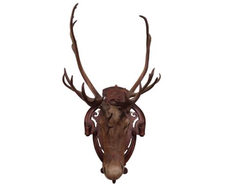 Taxidermy Interest - A Caribou/Reindeer with antlers, mounted on a shaped and pierced panel, together with a further large mo