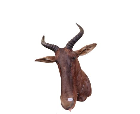 Taxidermy Interest - A Tsessebe, 100cm long x 65cm deep x 35cm wide