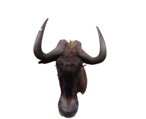 Taxidermy Interest - A black Wildebeest, 80cm high x 50cm wide x 60cm deep approx
