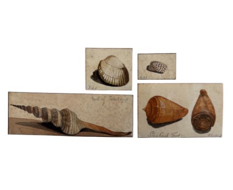 D. Dirksen (Dutch, 19th Century) - Four small pen and ink studies of shells on paper, unframed, inscribed below and signed or