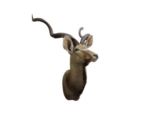 Taxidermy Interest - A Kudu, 160cm high x 70cm wide x 90cm deep approx