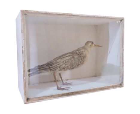 Taxidermy Interest - A Sandpiper in a simple wooden glazed display case, 31cm x 22cm