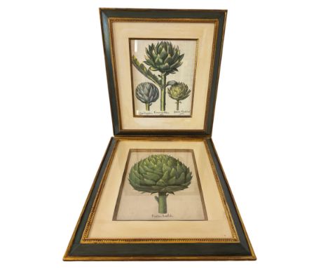After Basilius Besler (1561-1629) for his book 'Hortus Eystettensis' - Two botanical prints, Fructus Artischochi and one othe