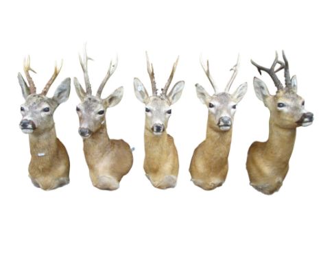 Taxidermy Interest - A collection of five roe deer heads, average height 60cm