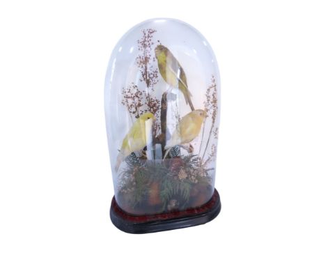 Taxidermy Interest - Canaries and Finches perched on a branch in a naturalistic woodland setting beneath a glass domed displa