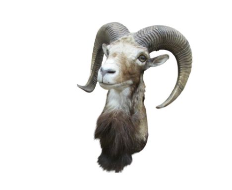 Taxidermy Interest - A Big Horn Sheep, 40cm high approx