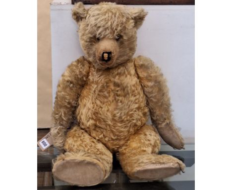 Large teddy bear circa 1930's with long limbs, golden plush, glass eyes, stitched nose with pronounced clipped muzzle, , velv
