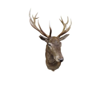Taxidermy Interest - A large stag head with antlers, 140cm long x 80cm wide x 100cm high