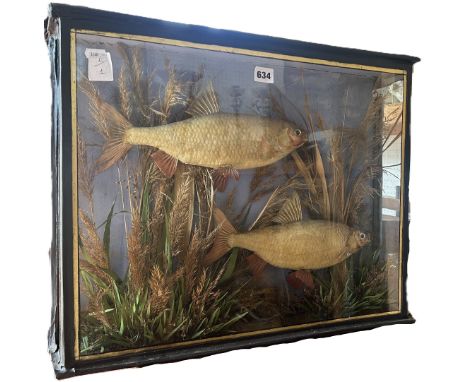 Taxidermy of two roach in a naturalistic riverbed setting housed in a glazed display case 56cm x 46cm.