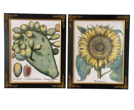 Two framed botanical studies: After Basilius Besler - 'Fructus Opuntia' and 'Flos Solis major' (from The Hortus Eystettensis)