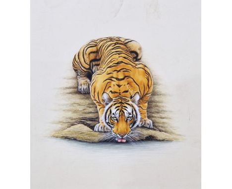 Watercolour and gouache study of a tiger drinking at waterhole, unsigned, framed and glazed, mount aperture 27cm x 23.5cm, be