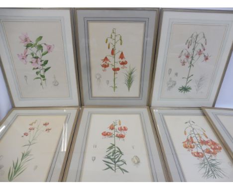 A set of seven coloured prints of lilies, print size 21 x 14", framed. 