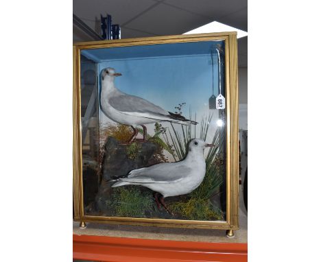 A CASED PAIR OF TAXIDERMY SLENDER BILLED GULLS mounted on an artificial landscape with natural grasses and mosses, set in fro