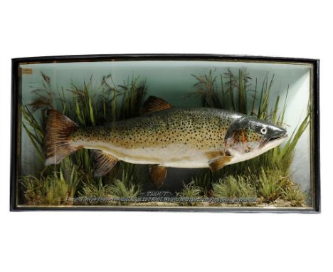 Taxidermy. An Edwardian preserved trout by J. Cooper & Sons, mounted in a naturalistic setting with a printed trade label ins