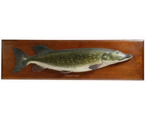 An Edwardian carved wood and painted half-block model of a pike by Charles Farlow & Co., mounted on a mahogany plaque, inscri