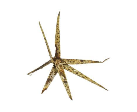 A WWI First World War caltrop / heel trap. Four pieces of metal moulded to form a pointed star. By repute found in Verdun, Fr