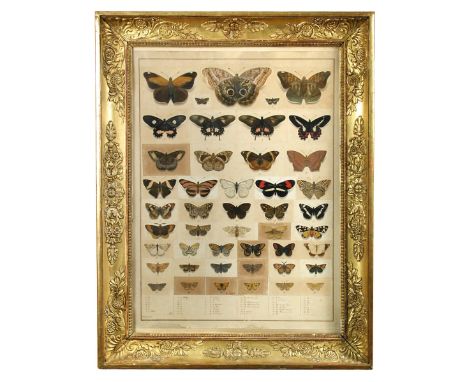 Jean Loubeau (French, first half of the 19th century) Forty six studies of moths and butterflies, assembled on different pape