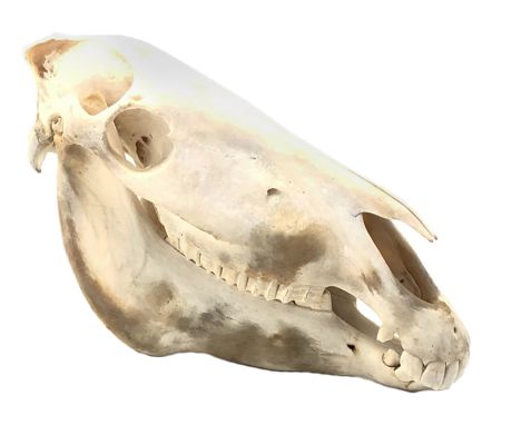 Taxidermy - Burchells Zebra skull, L51cm, H51cm Condition Report Click here for further images, condition, auction times & de