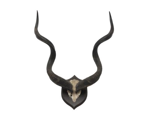 Taxidermy - Pair of Kudu curved horns on partial skull, mounted on an oak shield labelled verso W H Crampton-Stansfield, Cape