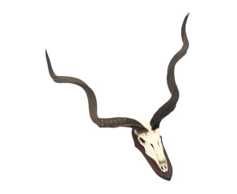 Taxidermy - Kudu Bull skull with horns, on shield shaped mount, H120cm, W126cm, D63cm Condition Report Click here for further