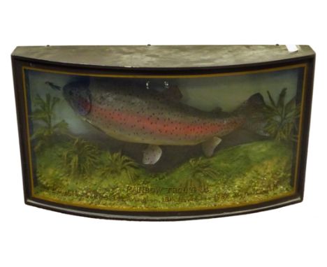 Taxidermy - Rainbow Trout in naturalistic setting and bow-front display case, 'Rainbow Trout. 4lb. Caught by Sally Slade, Avi