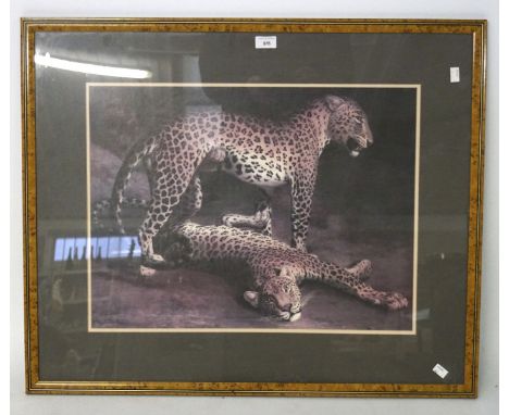 A print of 'Two Leopard Playing in the Exeter Change Menagerie', framed and glazed size 70cm x 85cm