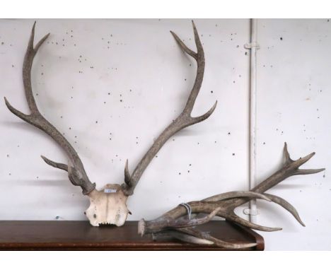 A set of nine point antlers on skull cap and a pair of loose antlers (3) Condition Report:Available upon request