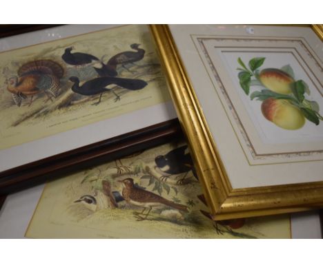 (20th century), a pair of re-prints, wild birds, inc thrush and turkey, 26 x 38cm mounted framed and glazed, 24 x 17cm, and a