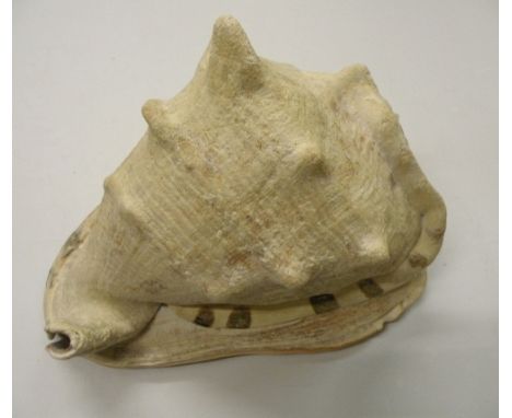 Taxidermy Interest. Large Queen Helmet shell 23cms