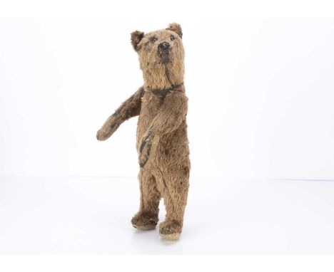 A rare and unusual early German bear standing on hind leg circa 1910, possibly Wilhelm Strunz, with brown mohair on a black b