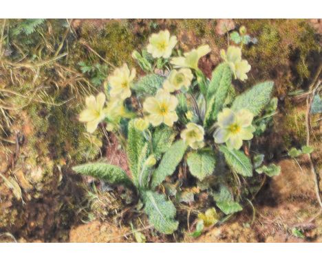 William Henry Hunt, OWS (British, 1790-1864), A Bank of Primroses, signed lower right, titled verso, various labels verso, in