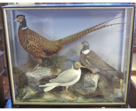 CASE OF SPECIMEN BRITISH BIRDS BY HUTCHINS OF ABERYSTWYTH, to include: cock pheasant; wood pigeon; black headed gull and ring