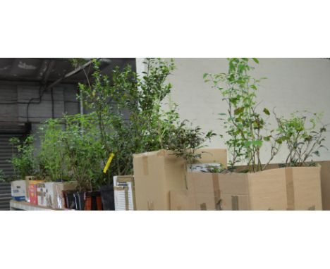 POLICE > Quantity of plants [NO RESERVE] [VAT ON HAMMER PRICE]