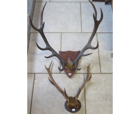 A vintage mounted pair of antlers with twelve points, each approx 69cm long, together with a smaller set of stag antlers with