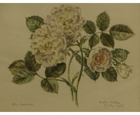 Dorothy Hutton (1889-1984). Alba Maxima, watercolour, signed, titled and dated 15 July 1956, 17cm x 19cm.