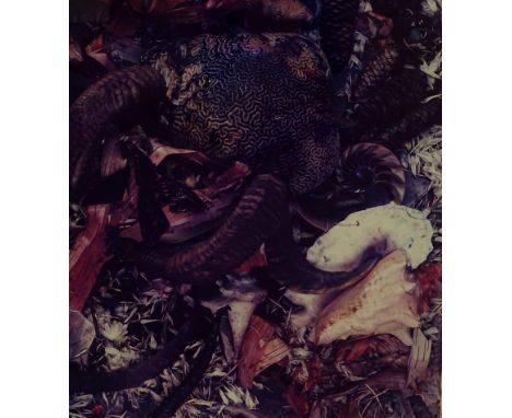 •Frank Gillette (b.1941). Horn and shell composition, polaroid print, 75cm x 59cm. 