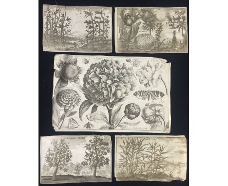 WENCESLAUS HOLLAR (1607-1677) Czechoslovakian
Flora
Engravings mainly on laid paper, comprising: A Peonie Amongst Others, Ye 