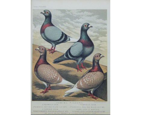 'Homing Pigeons', print, framed and glazed. 18.5 x 26.5 cm.