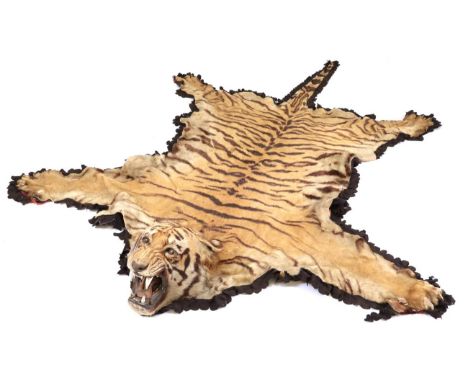 Taxidermy: A Large Indian Tiger Skin (Panthera tigris tigris), circa 17th November 1927, Ramgarh, Sivalik Hills, Northern Ind