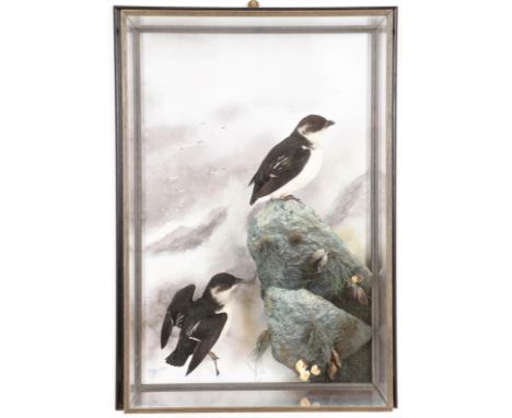 Taxidermy: A Wall Cased Pair of Little Auks (Alle alle), circa 2008, by A.J. Armitstead, Taxidermist &amp; Naturalist, Darlin