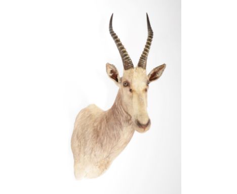 Taxidermy: White Blesbok (Damaliscus pygargus phillipsi), modern, high quality rare light coloured shoulder mount with head t