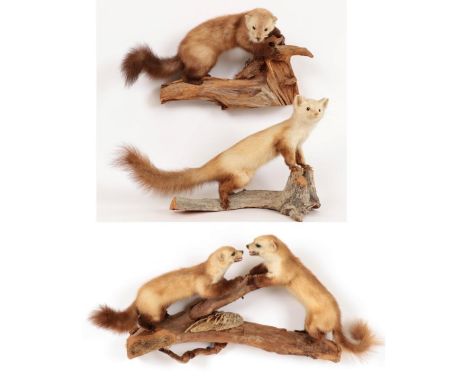 Taxidermy: European Beech Martens (Martes foina), circa late 20th century, a pair of full mount adults in fighting pose, faci