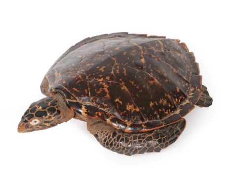 Taxidermy: Hawksbill Sea Turtle (Eretmochelys imbricata), circa 1930, full mount sea turtle in swimming motion, mother of pea