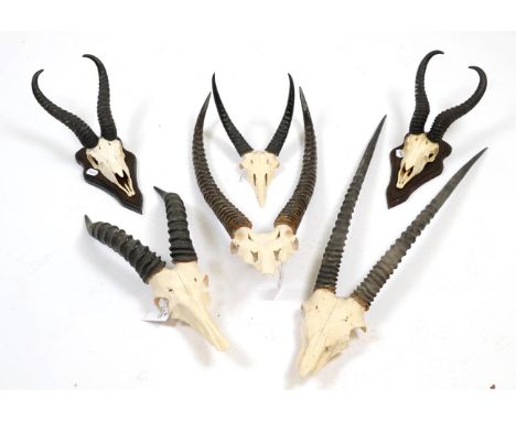 Antlers/Horns: A Selection of African Game Trophy Skulls, circa 1991,  a varied selection of African hunting trophies to incl